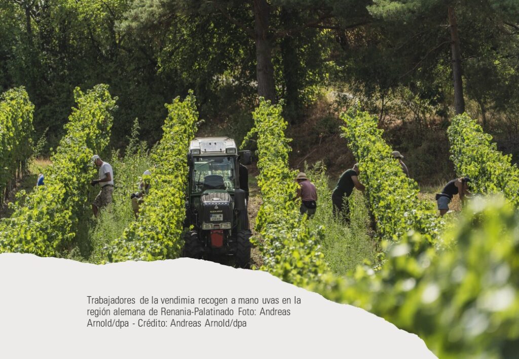 Foto donde se ven las vides,t rabajadores y un tractor. Trabajadores de la vendimia recogen a mano uvas en la región alemana de Renania-Palatinado