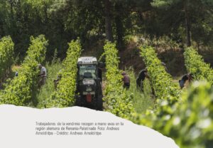 Foto donde se ven las vides,t rabajadores y un tractor. Trabajadores de la vendimia recogen a mano uvas en la región alemana de Renania-Palatinado